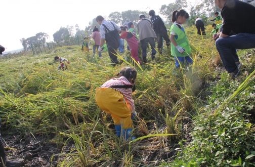 【宁波】都会出逃记，，，，，随着小海趣帮稻忙 ——水稻的神奇之旅，，，，，亲子共探自然神秘